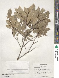 Ulmus parvifolia image