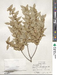 Ulmus parvifolia image