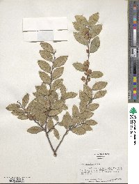 Ulmus parvifolia image