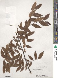 Ulmus parvifolia image