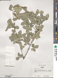 Ulmus parvifolia image