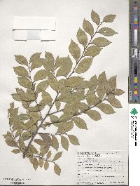 Ulmus parvifolia image