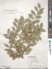 Ulmus parvifolia image