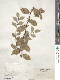 Ulmus parvifolia image