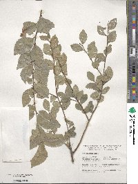 Ulmus parvifolia image