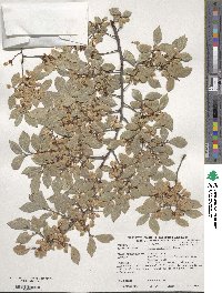 Ulmus parvifolia image