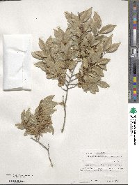 Ulmus parvifolia image