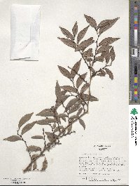 Ulmus parvifolia image