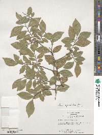 Ulmus parvifolia image