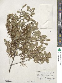 Ulmus parvifolia image