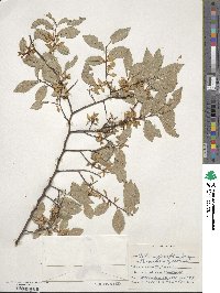 Ulmus parvifolia image