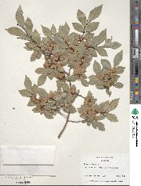 Ulmus parvifolia image