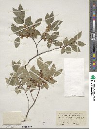 Ulmus parvifolia image