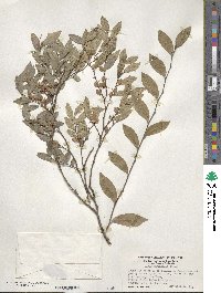 Ulmus parvifolia image