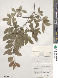 Ulmus parvifolia image