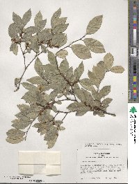 Ulmus parvifolia image