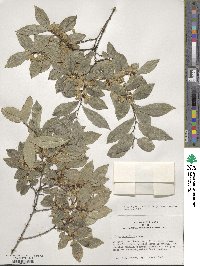 Ulmus parvifolia image