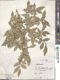 Ulmus parvifolia image