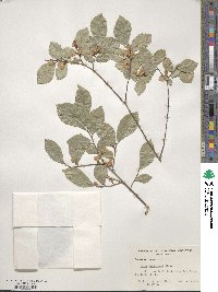 Ulmus parvifolia image