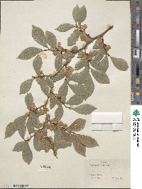 Ulmus parvifolia image