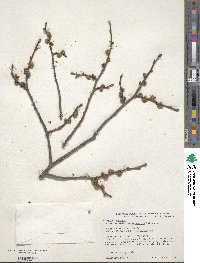 Ulmus procera image