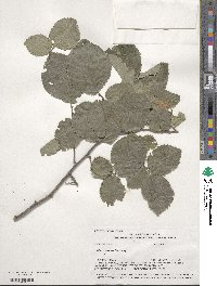 Ulmus procera image