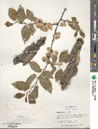 Ulmus procera image