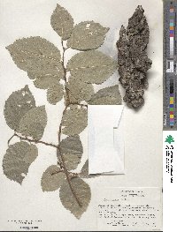 Ulmus procera image