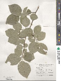 Ulmus procera image