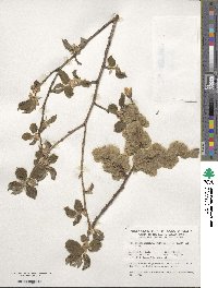 Ulmus procera image