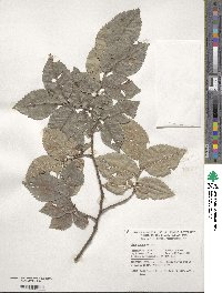 Ulmus procera image