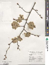 Ulmus procera image