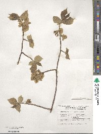 Ulmus procera image