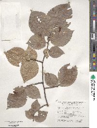 Ulmus procera image