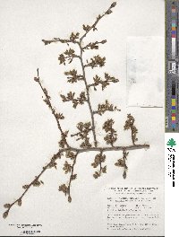 Ulmus procera image