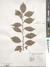 Ulmus procera image