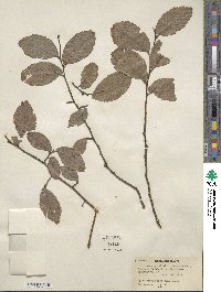 Ulmus procera image