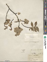 Ulmus procera image