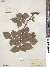 Ulmus procera image