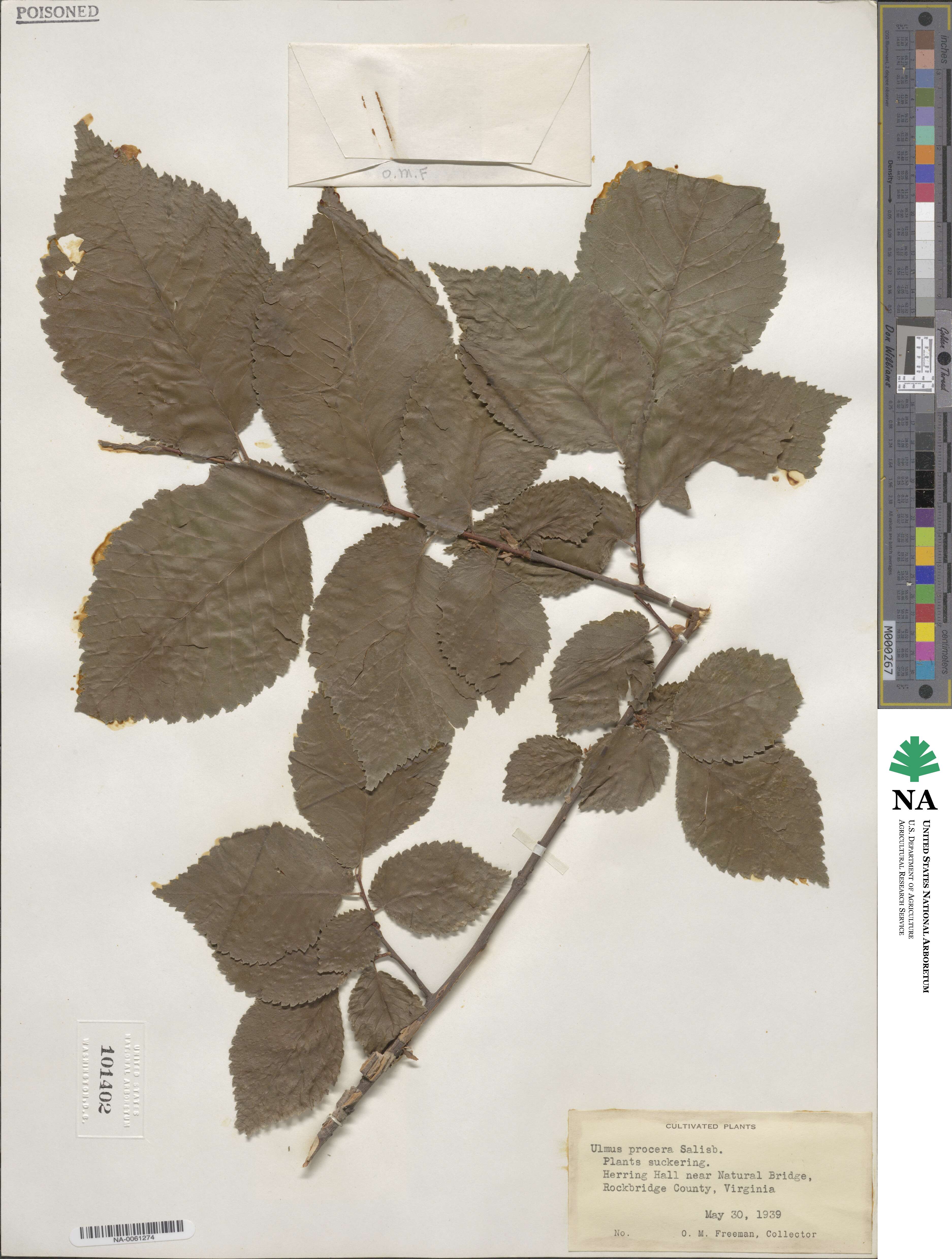 Ulmus procera image