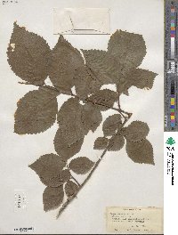 Ulmus procera image