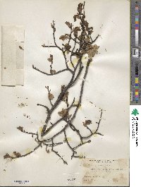 Ulmus procera image