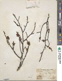 Ulmus procera image