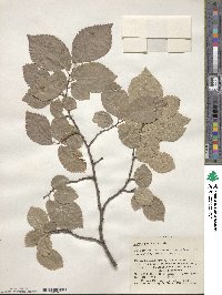 Ulmus procera image