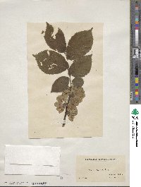 Ulmus procera image