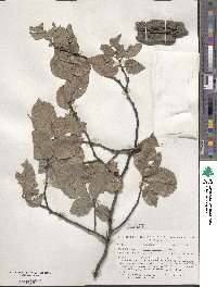 Ulmus procera image