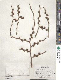 Ulmus procera image