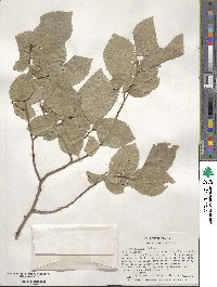 Ulmus procera image