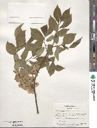 Ulmus procera image