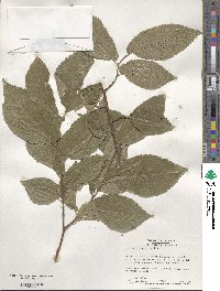 Ulmus procera image